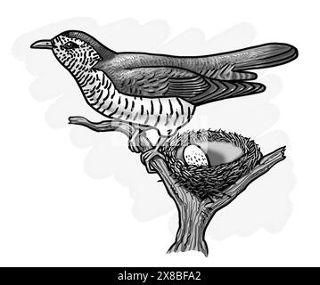 Art shining bronze cuckoo (Chrysococcyx lucidus), summer migrant to New Zealand where it's called pīpīwharauroa pipiwharauroa Australasia & Melanesia Stock Photo