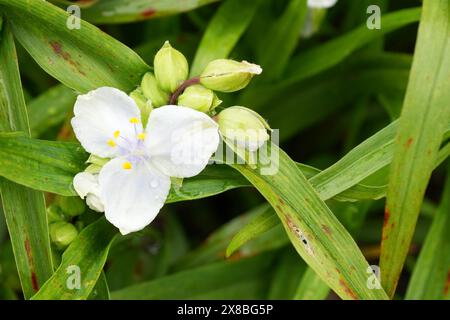 A Beautiful white and yellow Virginia spiderwort, Tradescantia virginiana, with greenery behind. Stock Photo