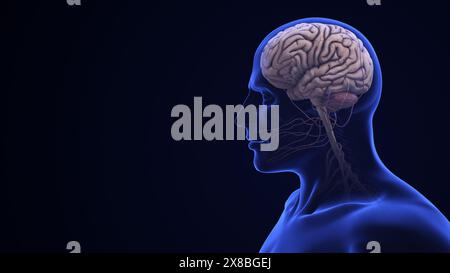 Human Brain Anatomy with Highlighted Cerebellum Stock Photo