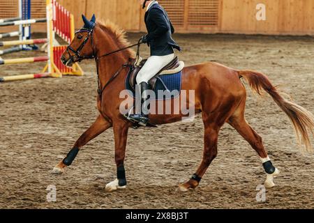 show jumping sports events man rider on brown horse Stock Photo