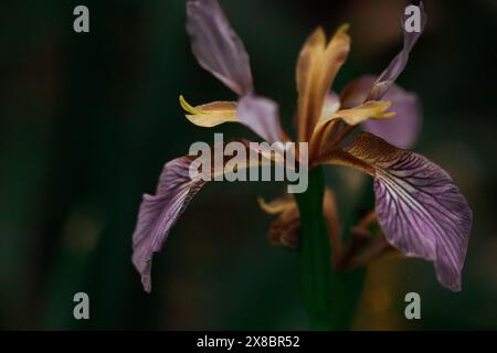 Beautiful single Iris foetidissima violet purple flower bud on dark background. Stinking iris, gladdon, Gladwin iris, roast-beef flowering plant. Stock Photo