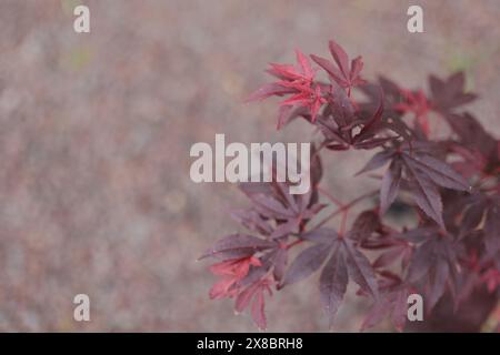 Japanese maple Stock Photo