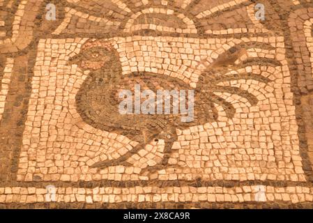 Floor Mosaics, Petra Church (also known as the Byzantine Church), Built Between the 5th and 7th century AD, Petra, Jordan Stock Photo