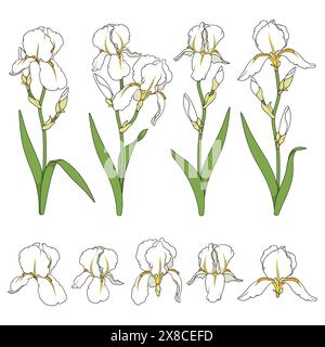 Set of color illustrations with white iris flowers. Isolated vector objects on white background. Stock Vector