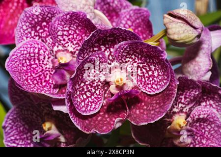 Thailand, Chang Mai, orchid flowers (Orchis sp.) Stock Photo