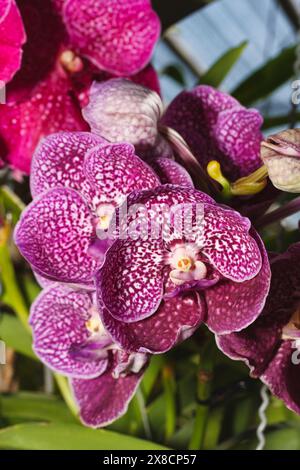 Thailand, Chang Mai, orchid flowers (Orchis sp.) Stock Photo