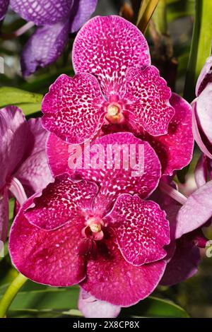 Thailand, Chang Mai, orchid flowers (Orchis sp.) Stock Photo