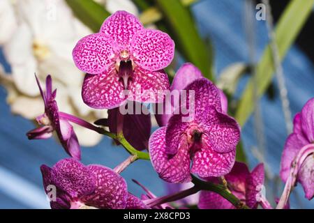 Thailand, Chang Mai, orchid flowers (Orchis sp.) Stock Photo