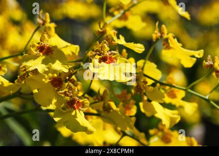 Thailand, Chang Mai, orchid flowers (Orchis sp.) Stock Photo