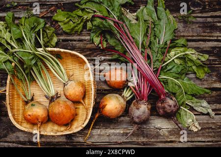 Organic vegetables. Colorful rainbow beets and tomatoes in the basket . Golden, pink and purple beets on the open air. Stock Photo