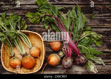 Organic vegetables. Colorful rainbow beets and tomatoes in the basket . Golden, pink and purple beets on the open air. Stock Photo