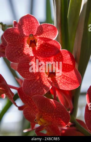 Thailand, Chang Mai, orchid flowers (Orchis sp.) Stock Photo