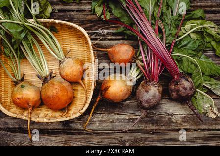 Organic vegetables. Colorful rainbow beets and tomatoes in the basket . Golden, pink and purple beets on the open air. Stock Photo