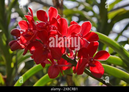 Thailand, Chang Mai, orchid flowers (Orchis sp.) Stock Photo