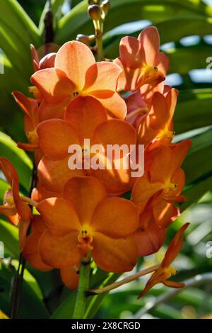 Thailand, Chang Mai, orchid flowers (Orchis sp.) Stock Photo