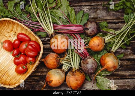 Organic vegetables.. Colorful rainbow beets and tomatoes in the basket . Golden, pink and purple beets on the open air. Stock Photo