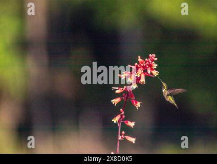 Hummingbirds feeding in North Carolina Stock Photo