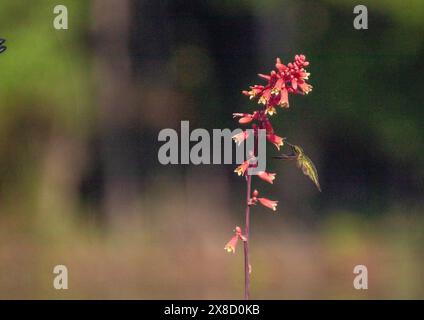Hummingbirds feeding in North Carolina Stock Photo