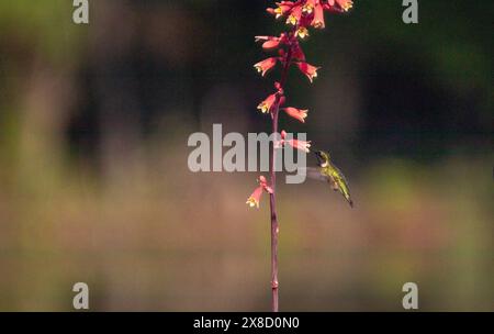 Hummingbirds feeding in North Carolina Stock Photo