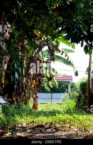 View of a House Through Banana Trees. A house is visible through a dense cluster of trees, with branches framing the structure against the sky. Stock Photo