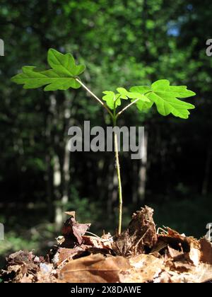 Young field maple (Acer campestre) growing in the forest Stock Photo