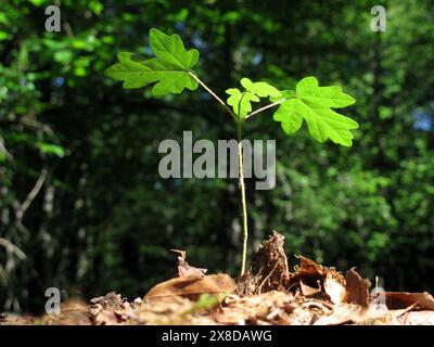 Young field maple (Acer campestre) growing in the forest Stock Photo