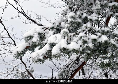 Branches and leaves of the Scots pine (Pinus silvestris) covered in snow Stock Photo
