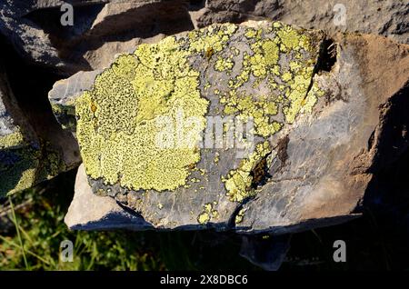 The map lichen (Rhizocarpon geographicum) on a stone Stock Photo