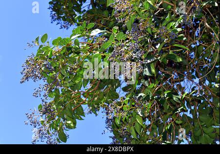 Fruits of the broad-leaf privet (Ligustrum lucidum) on a branch Stock Photo