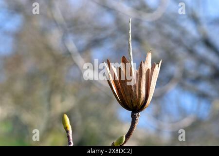Dried flowers of the tulip tree (Liriodendron tulipifera) against the blue sky Stock Photo
