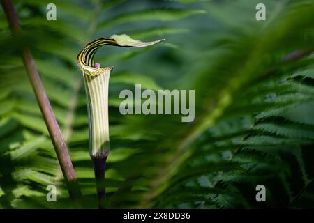 Jack-in-the-pulpit (Arisaema triphyllum) - Asheville, North Carolina, USA Stock Photo