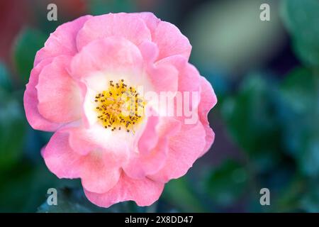 Coral Cove Rose (Rosa 'Balove') - Asheville, North Carolina, USA Stock Photo