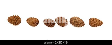 Collection of brown dry cedar cones of small size on white background, lying still in a row. Textured cones. Horizontal. For banner. Stock Photo