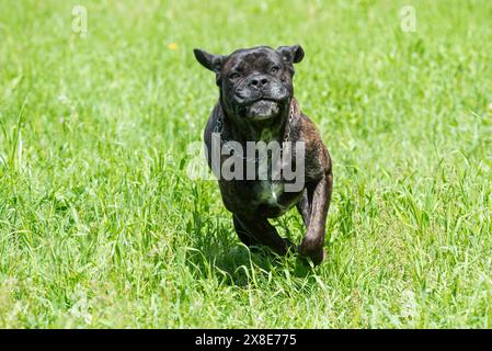 Young Cane Corso happy to run free in the meadows. Stock Photo