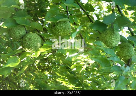 Maclura pomifera (Osage orange) tree with fruits in Virginia, U.S.A. Stock Photo