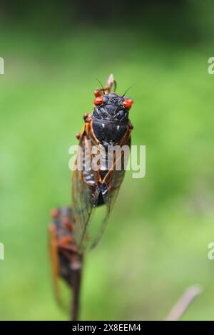 https://www.nbcnews.com/science/science-news/cicadas-2024-emergence-periodical-brood-2024-map-cicada-rcna134152 Stock Photo
