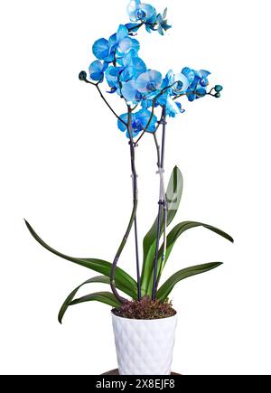 A blue watercolor orchid in a ceramic pot Stock Photo