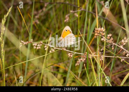 Coenonympha pamphilus Family Nymphalidae Genus Coenonympha Small heath butterfly wild nature insect wallpaper, picture, photography Stock Photo