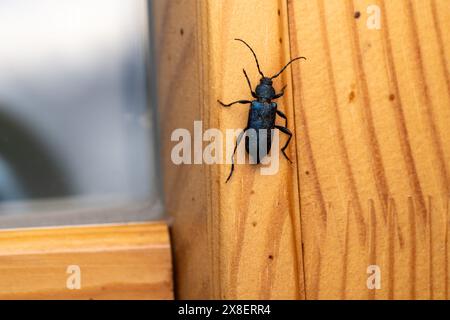 Callidium violaceum Family Cerambycidae Genus Callidium Violet tanbark beetle wild nature insect photography, picture, wallpaper Stock Photo
