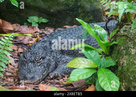 The closeup image of Chinese alligator (Alligator sinensis). A critically endangered crocodile endemic to China.  Dark gray or black in color Stock Photo