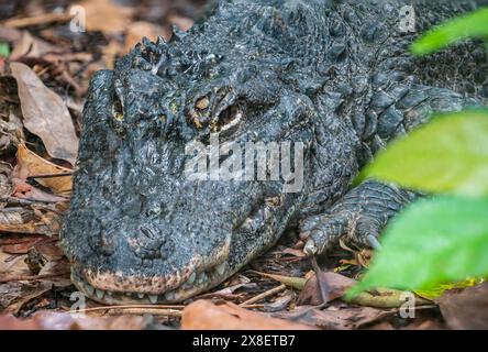 The closeup image of Chinese alligator (Alligator sinensis). A critically endangered crocodile endemic to China.  Dark gray or black in color Stock Photo