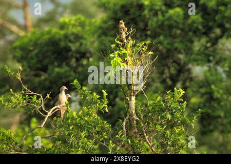 A pair of green imperial pigeon (Ducula aenea) is photographed as they are perching on a tree-top in a forest near Mount Tangkoko and Mount Duasudara in North Sulawesi, Indonesia. Every forest has its own unique environment with cooling shade and particular smells, which can vary depending on the kind of forest, and the weather, according to Sara Blichner and James Weber in their May 16, 2024 article on Bulletin of the Atomic Scientists. Comes from a variety of organic vapors emitted by trees and other plants, the forest scent is commonly referred to as biogenic volatile organic compounds. Stock Photo