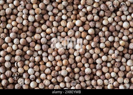 Texture of dried coriander seeds, close-up Stock Photo