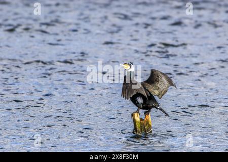 Adult male cormorant  in breeding plumage perched on a post with wings outspread resting in the sun, Kenfig Pool, Bridgend, UK Stock Photo