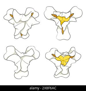 Set of color illustrations with white iris flowers. Isolated vector objects on white background. Stock Vector
