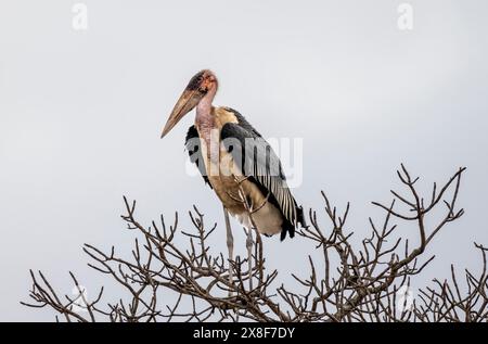 Marabou stork (Leptoptilos crumeniferus) sitting in a tree in front of a white background, adult, Kruger National Park, South Africa Stock Photo