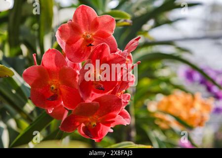 Thailand, Chang Mai, orchid flowers (Orchis sp.) Stock Photo