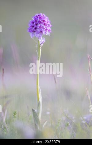 Wild orchids, three-toothed orchid (Neotinea tridentata), Abruzzo, Italy Stock Photo