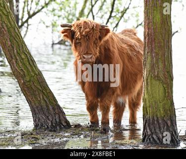 Highland cow standing on the edge of a pool Stock Photo