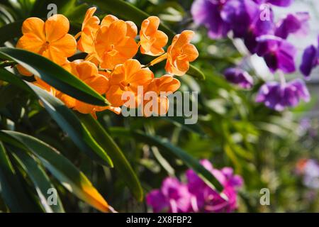 Thailand, Chang Mai, orchid flowers (Orchis sp.) Stock Photo